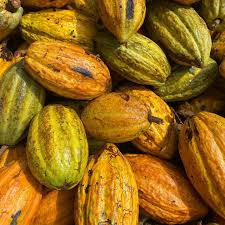 Cocoa Fruit Imports